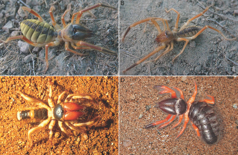 Illustration for article titled Close Up on the Fearsome Jaws of Camel Spiders